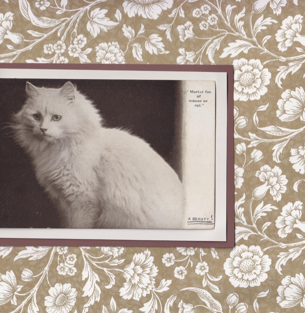White Cat Amongst Neutral Flowers - Vintage Cat Postcard Collage Print