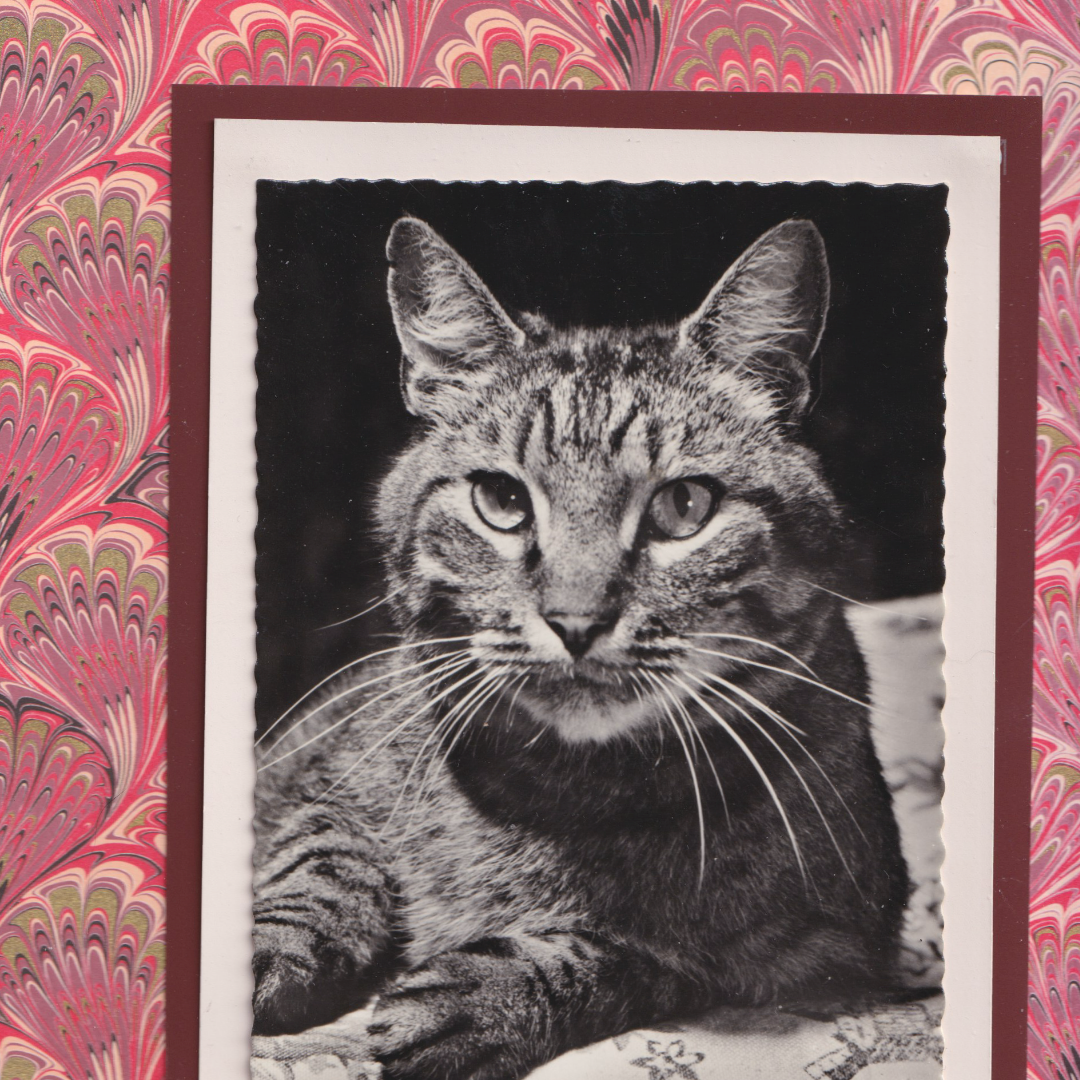 Asymmetric Tabby With Red Marbled Pattern - Vintage Cat Postcard Collage Art Print