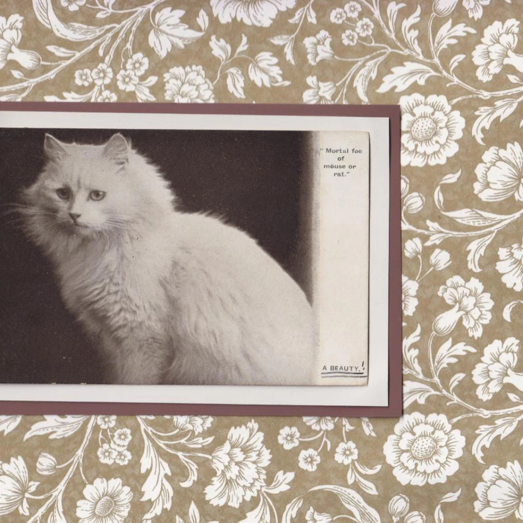 White Cat With Neutral Flowers - Vintage Cat Postcard Collage Art Print