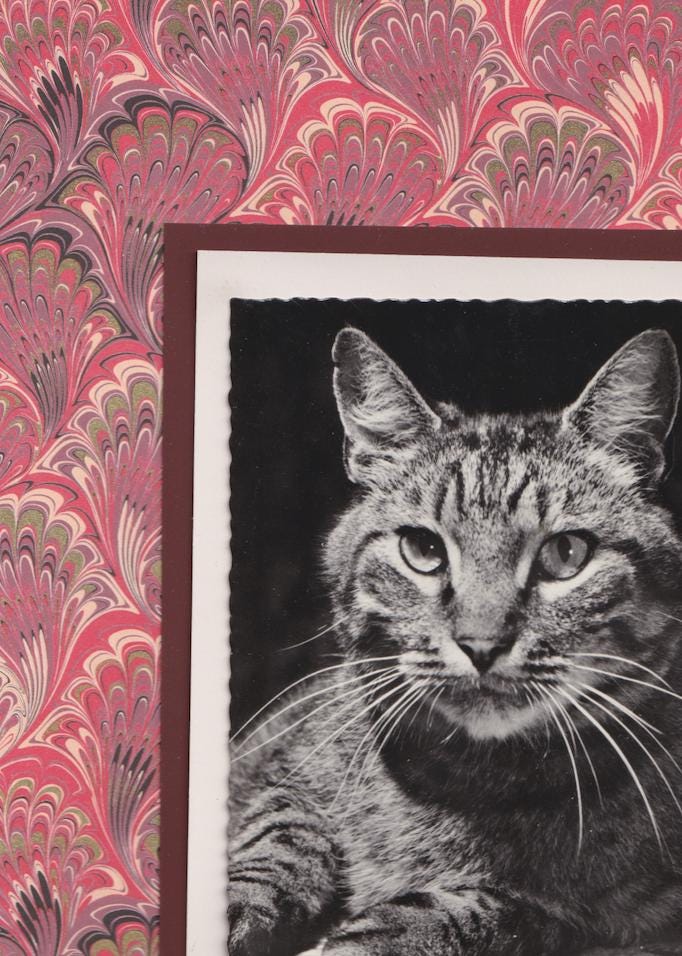Tabby With Red Marbled Pattern - Vintage Cat Postcard Collage Print